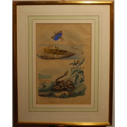 Gravure Crevette, Criquet et Crotale planche 129