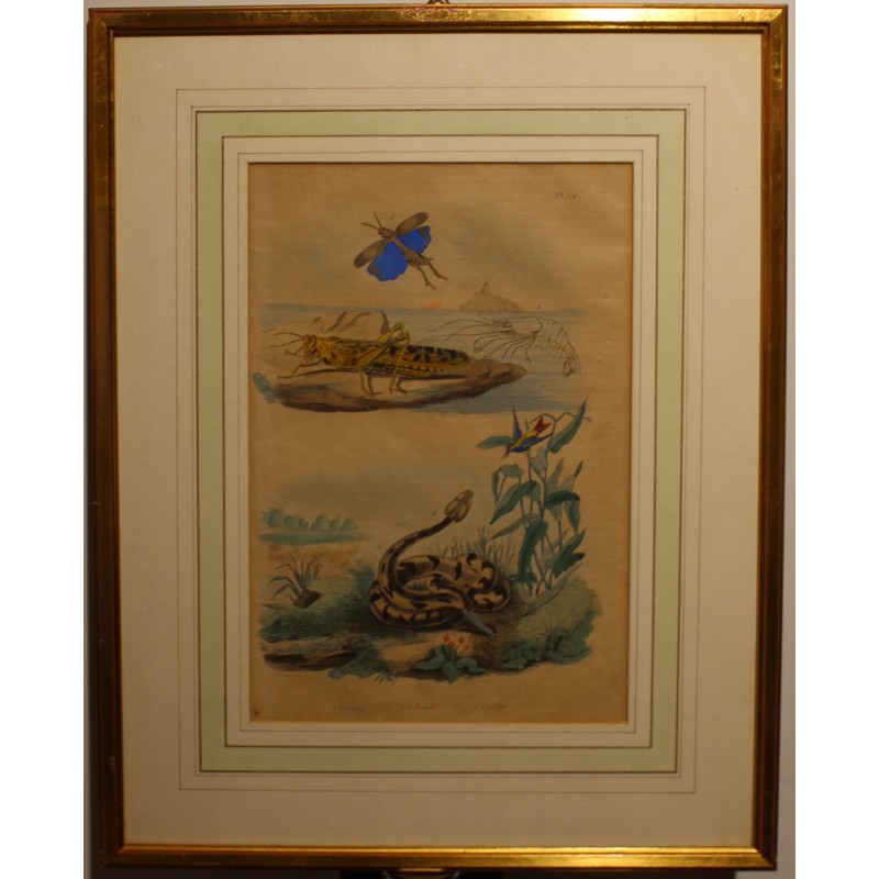 Gravure Crevette, Criquet et Crotale planche 129