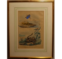 Gravure Crevette, Criquet et Crotale planche 129