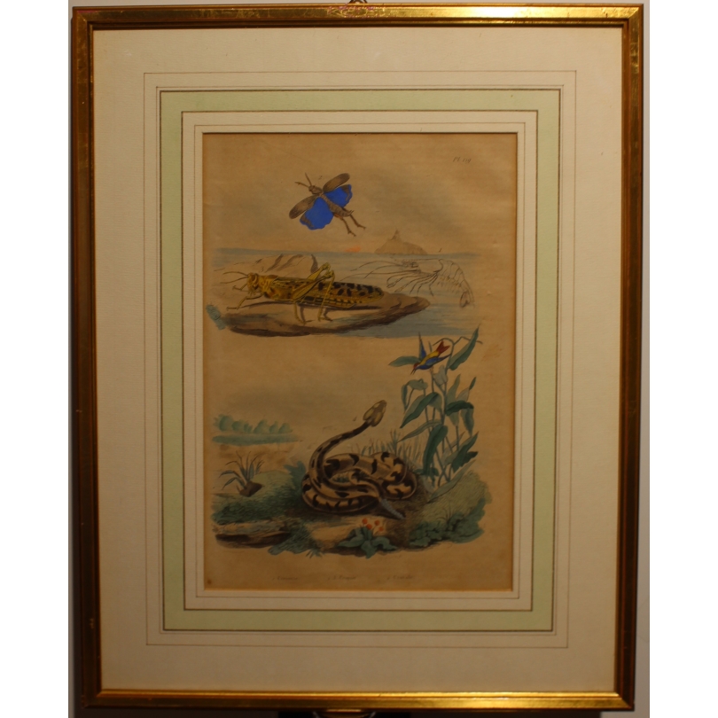 Gravure Crevette, Criquet et Crotale planche 129