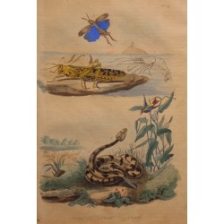 Gravure Crevette, Criquet et Crotale planche 129