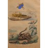 Gravure Crevette, Criquet et Crotale planche 129