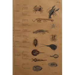 Gravure Crustacés planche 130