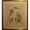 Epinoche engraving, 1855, plate 31