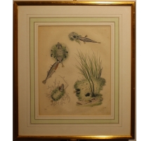 Gravure Epinoche 1855, planche 31