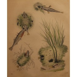 Epinoche engraving, 1855, plate 31