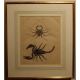 Gravure Scorpion et araignée 1855, planche 46