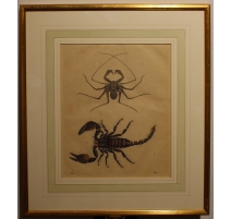Gravure Scorpion et araignée 1855, planche 46