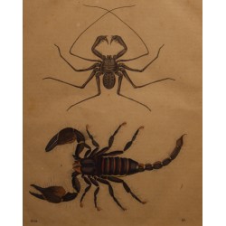 Gravure Scorpion et araignée 1855, planche 46