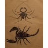 Gravure Scorpion et araignée 1855, planche 46
