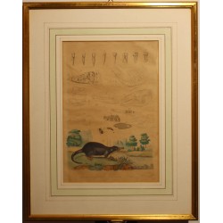 Gravure Dermeste et Desman planche 136