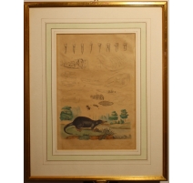 Gravure Dermeste et Desman planche 136