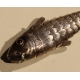 Poisson articulé en argent, yeux rouges