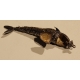 Poisson articulé en argent