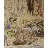 Aquarelle "Lac du Der" signée C. STERN