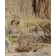 Aquarelle "Lac du Der" signée C. STERN
