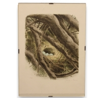 Gravure "Nid de Rouge-Gorge" signée RIME