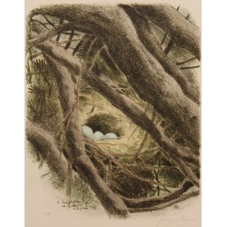 Gravure "Nid de Rouge-Gorge" signée RIME