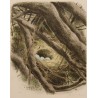 Gravure "Nid de Rouge-Gorge" signée RIME
