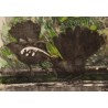 Gravure "Le bain des merles" signée HAINARD