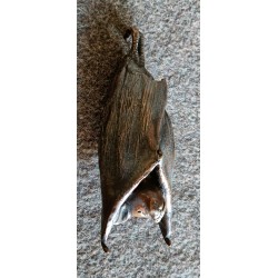 Chauve-souris en bronze