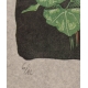 Lithographie "Cyclamen" signée GICÉ 86