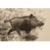 Engraving entitled ‘Two Wild Boars’, signed by Robert HAINARD