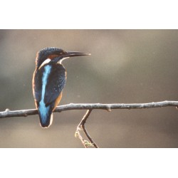 Photographie "Martin-Pêcheur" signée A. SAUNIER