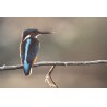 Photographie "Martin-Pêcheur" signée A. SAUNIER