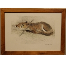 Gravure "Renard couché" signée RIME