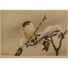 Engraving entitled ‘Moineau friquet’, signed RIME