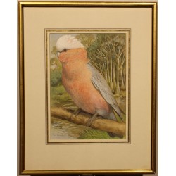 Gouache "Cacatoes" signée P. A. ROBERT