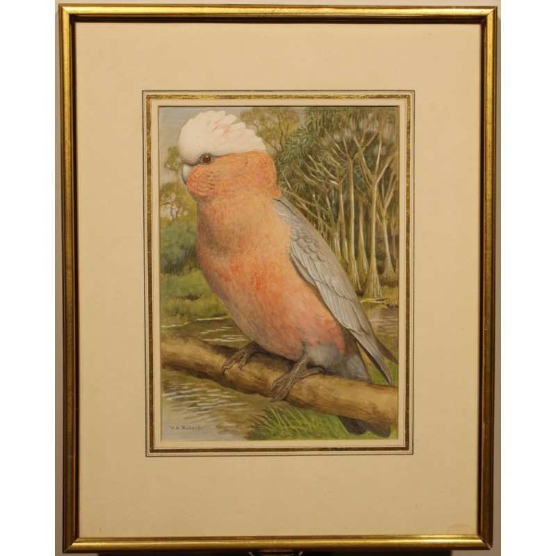 Gouache "Cacatoes" signée P. A. ROBERT