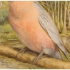 Gouache "Cacatoes" signée P. A. ROBERT