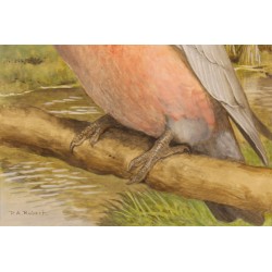 Gouache "Cacatoes" signée P. A. ROBERT