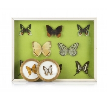 Collection de 10 papillons naturalisés