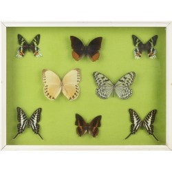 Collection de 10 papillons naturalisés