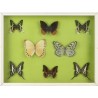 Collection de 10 papillons naturalisés