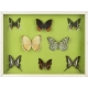 Collection de 10 papillons naturalisés