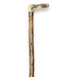 Walking stick with a stag-horn handle