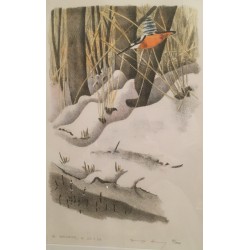 Gravure "Martin-pécheur" signée COSENDAY  sur Moinat SA  - Antiquités décoration -  Gravures, Lithos