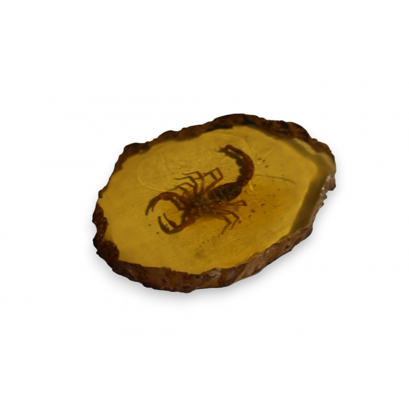 Scorpion dans un fossile d'ambre artificielle