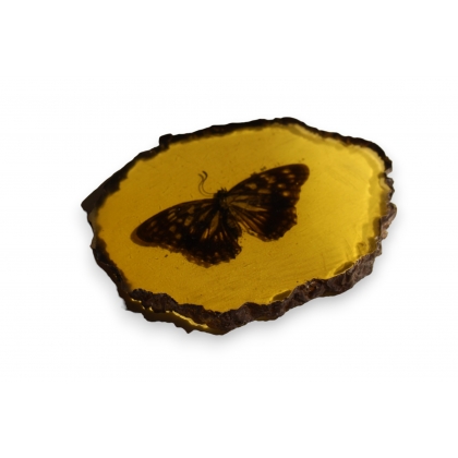 Papillon dans un fossile d'ambre artificielle