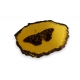 Papillon dans un fossile d'ambre artificielle