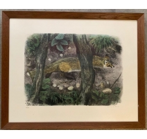 Gravure "Renard à l'affut" signée RIME