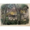 Engraving entitled ‘Fox on the Lookout’, signed RIME