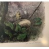 Engraving entitled ‘Fox on the Lookout’, signed RIME