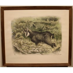 Engraving entitled ‘Chamois’, signed by RIME
