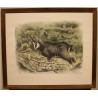 Engraving entitled ‘Chamois’, signed by RIME