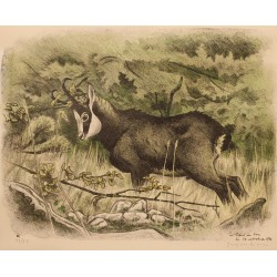 Engraving entitled ‘Chamois’, signed by RIME